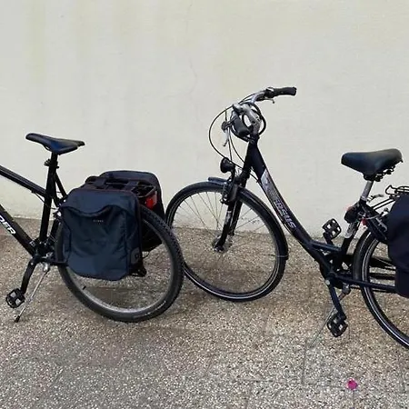 Dragoeiro Porto Santo